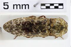 Foto (Dorsalansicht) von Dilobitarsus petiginosus (NHMW-ZOO-COL-0011008)